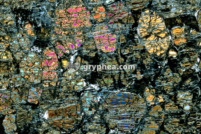 Wherlite LPA x3,5 - gryphea.com